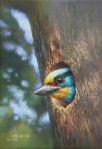 Muller's Barbet_An Elf in the Tree Hole